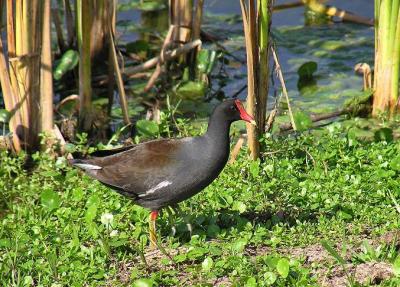 u41/heronlvr/medium/26614915.P2220260CommonMoorhen.jpg