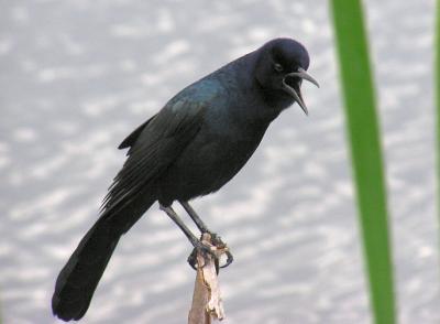 Male  Boat Tailed Grackle.jpg