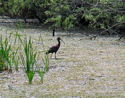 u41/heronlvr/medium/26619571.P2200167GlossyIbis.jpg