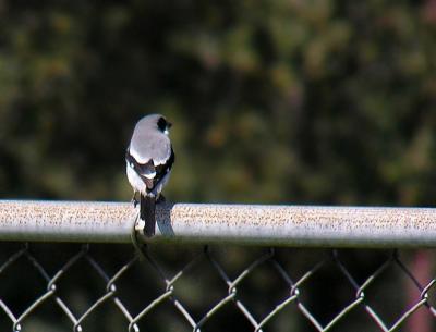 Backview on the fence