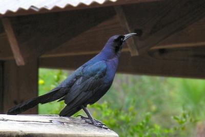 boattailed_grackles_