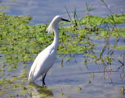 snowy_egret_