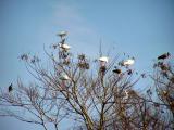White ibis flock