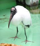 Wood stork