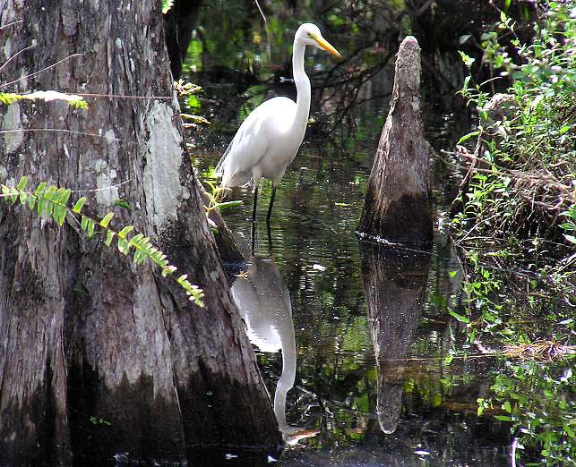 Great Egret reflection.jpg