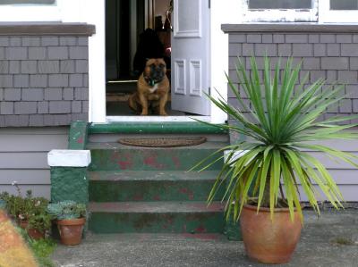 Dog in porch.jpg