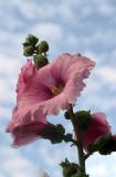 Stokroos <br>Hollyhock <br> Althaea rosea
