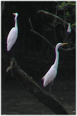 Sungei Buloh Nature Park