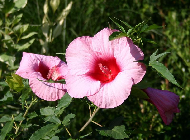 Hibiscus