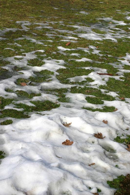 Thawing Snow on the Grass WSP