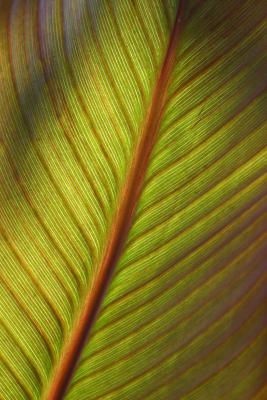 Canna Leaf in Washington Square Park