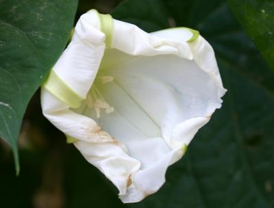 Moonflower Closing Off Morning Sun