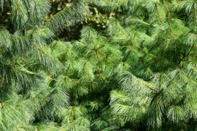 Long Needle Pine