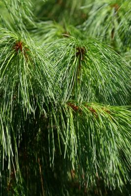 Long Needle Pine Detail