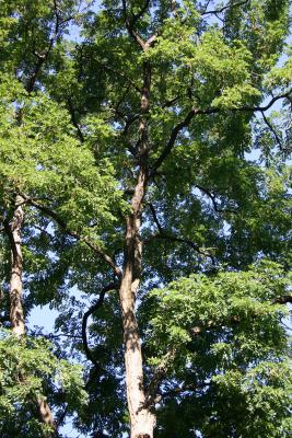 Black Locust