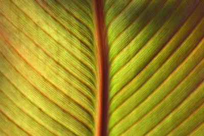 Canna or Indian Shot Leaf Detail