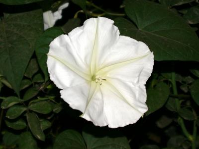 White Satin Moonflower
