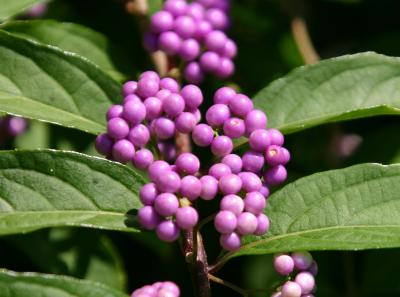 Beautyberry Bush or Callicarpa