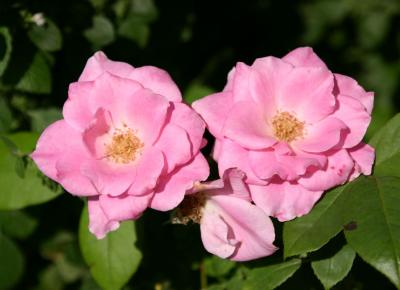 Pink Roses 505