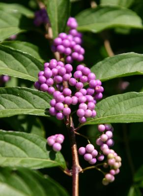 Beautyberry Bush or Callicarpa 505