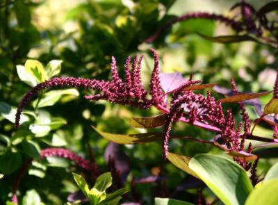 Amaranthus 505