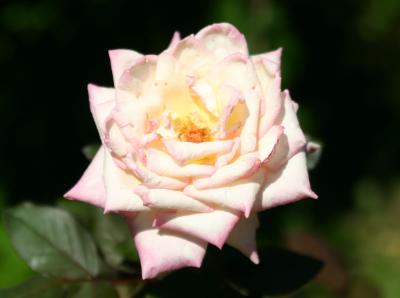 Rose 505