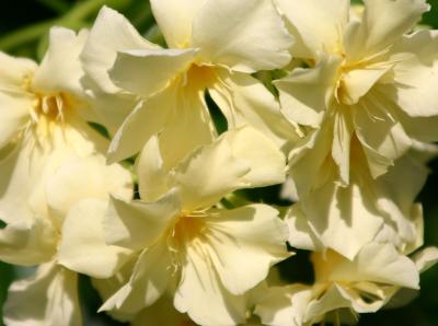 Oleander LPCG