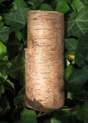 Birch Bark on an Ivy Patch WSVG