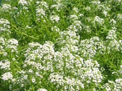 Alyssum LPCG