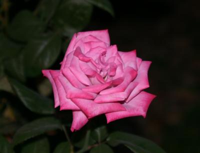 Night Rose