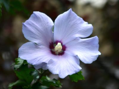 Blue Hibiscus on 9th Street