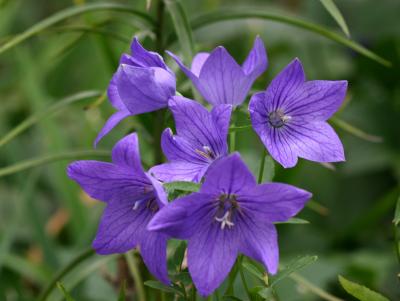 Balloon Flowers