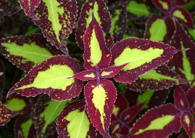 Coleus LPCG