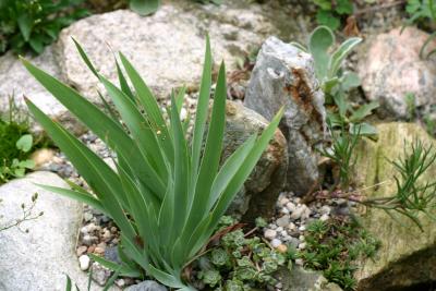 Miniature Rock Garden LPCG