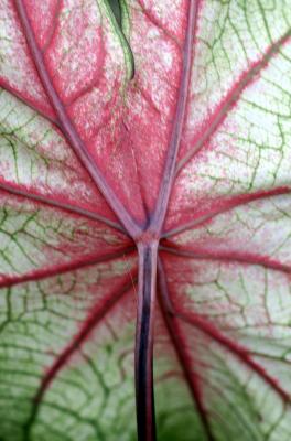 Caladium LPCG