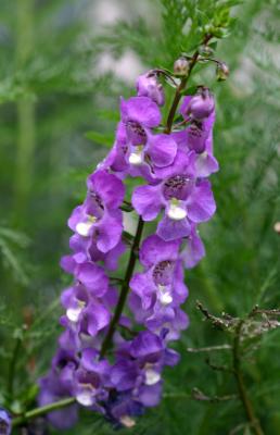 Angelonia LPCG