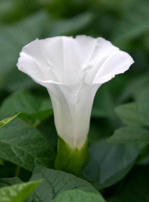 White Morning Glory