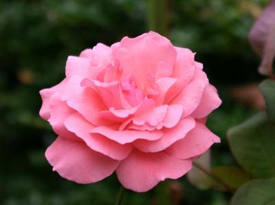 Pink Rose