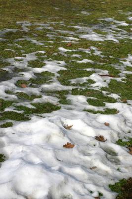 Thawing Snow on the Grass WSP