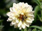White Dahlia with Two Bees