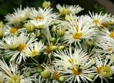 Celmisia walkeri or New Zealand Daisy