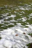 Thawing Snow on the Grass WSP