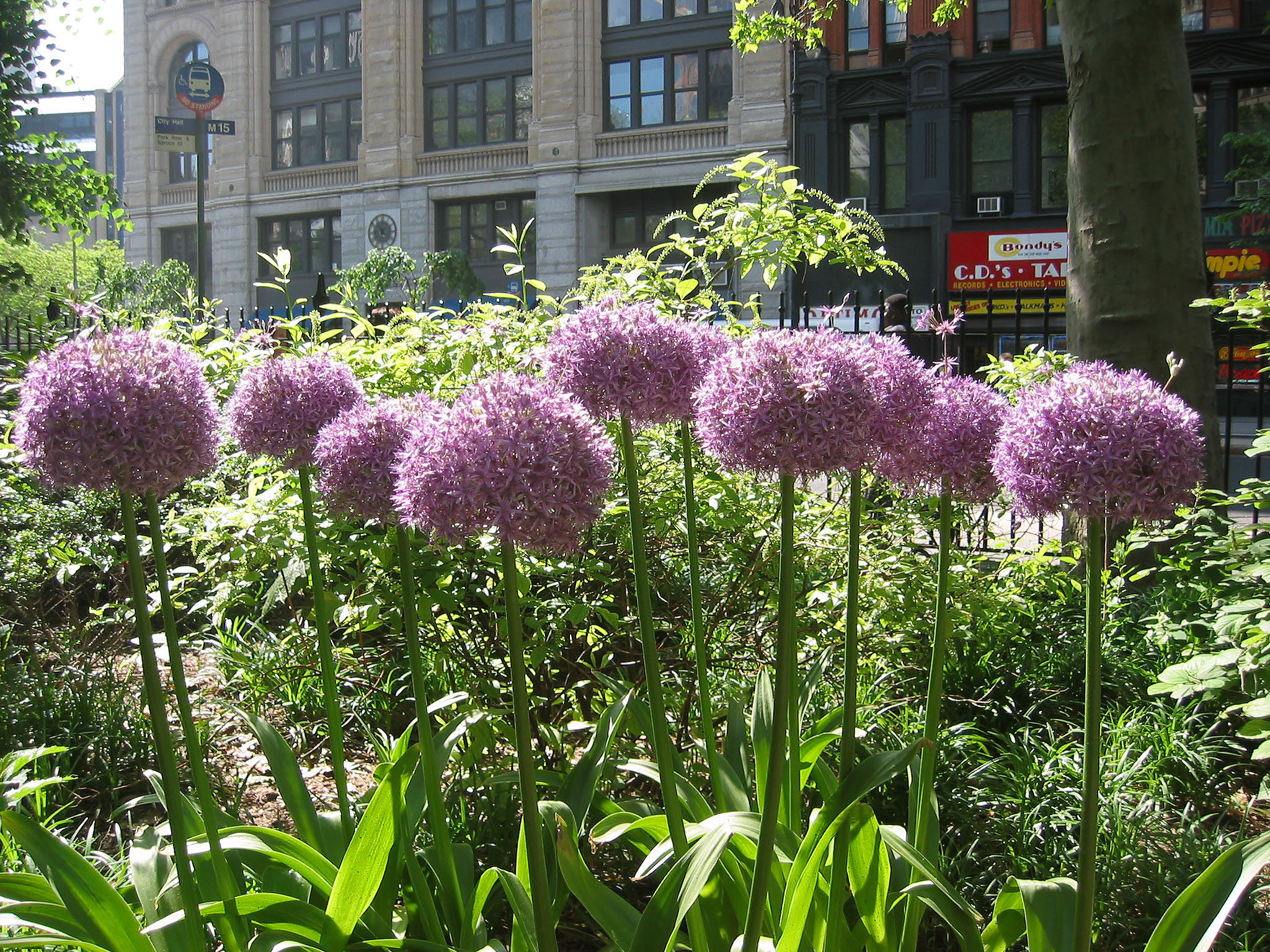 Allium Flowers at City Hall Park