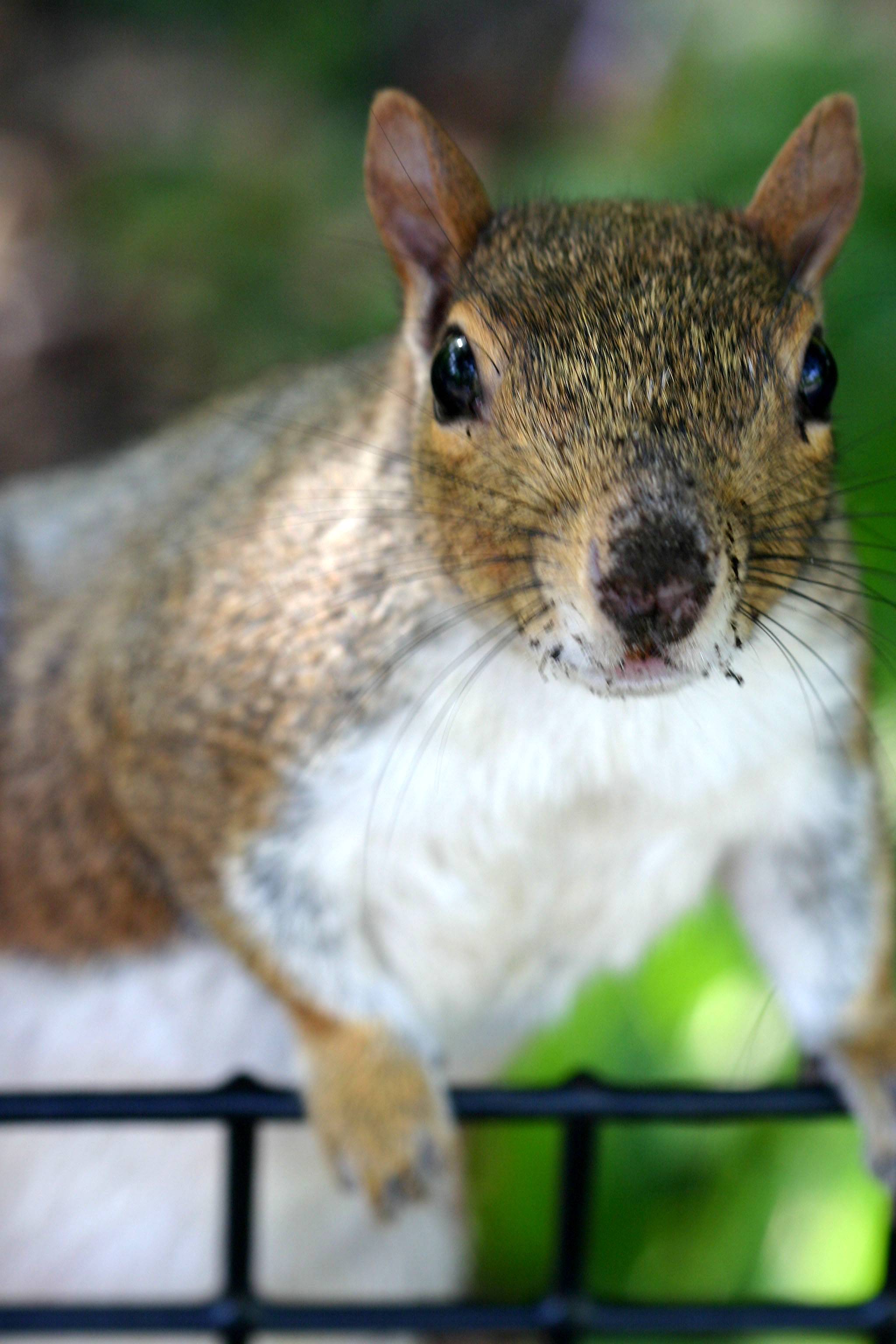 A Curious Squirrel 