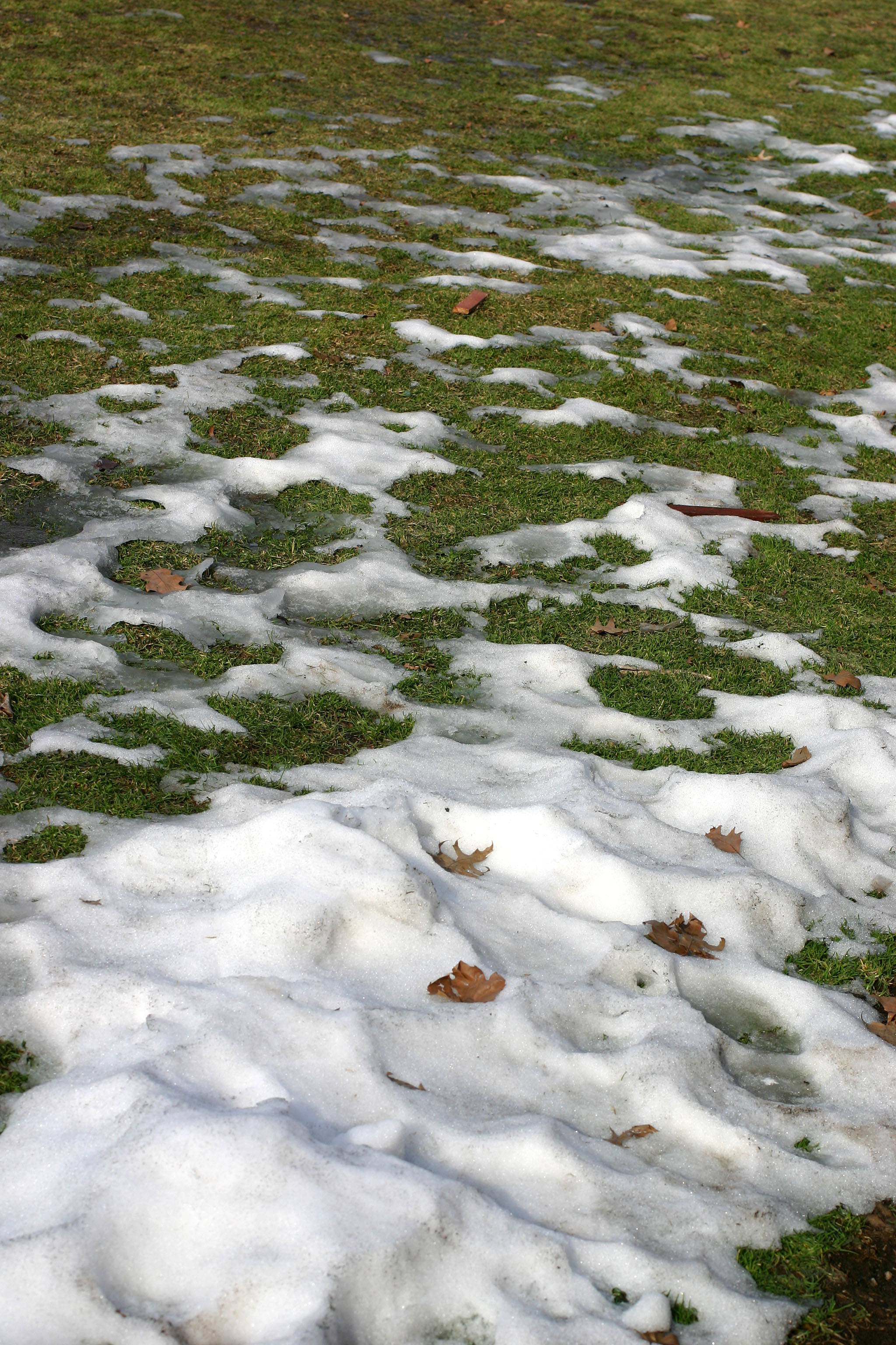 Thawing Snow on the Grass WSP