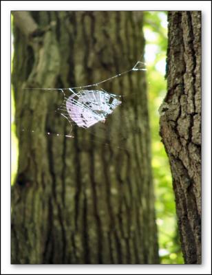 Web on Tumbling trail