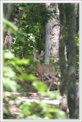 Deer at top of trail path