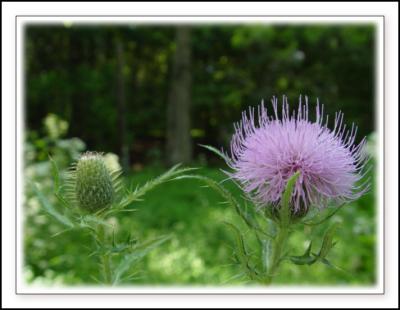 u41/hlsweeney/medium/33470031.090504_Bud_Bloom.jpg