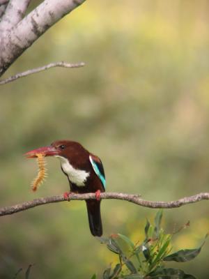 White Throated Kingfisher and centipede