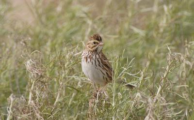 Passerculus-sandwichensis.jpg